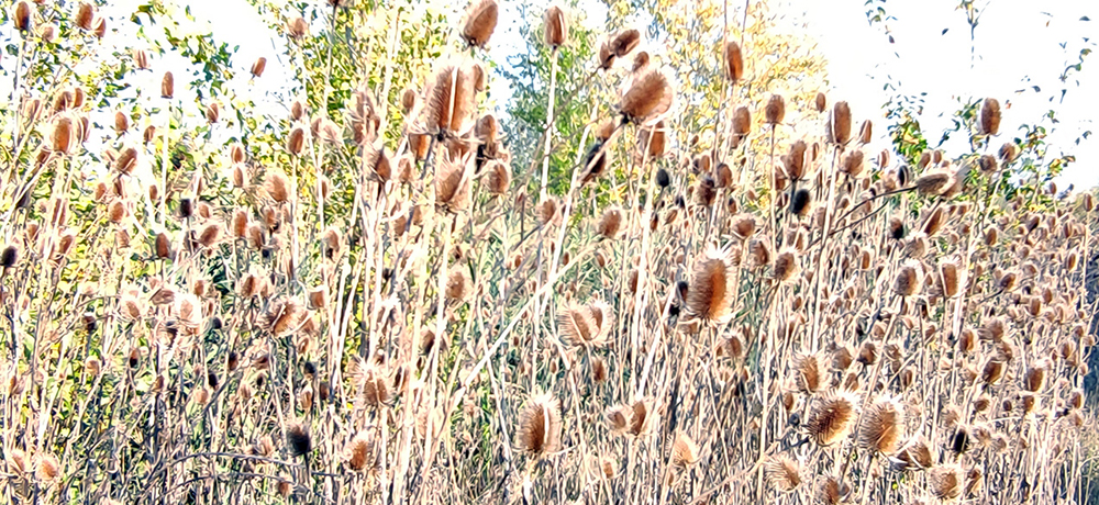Dipsacus fullonum