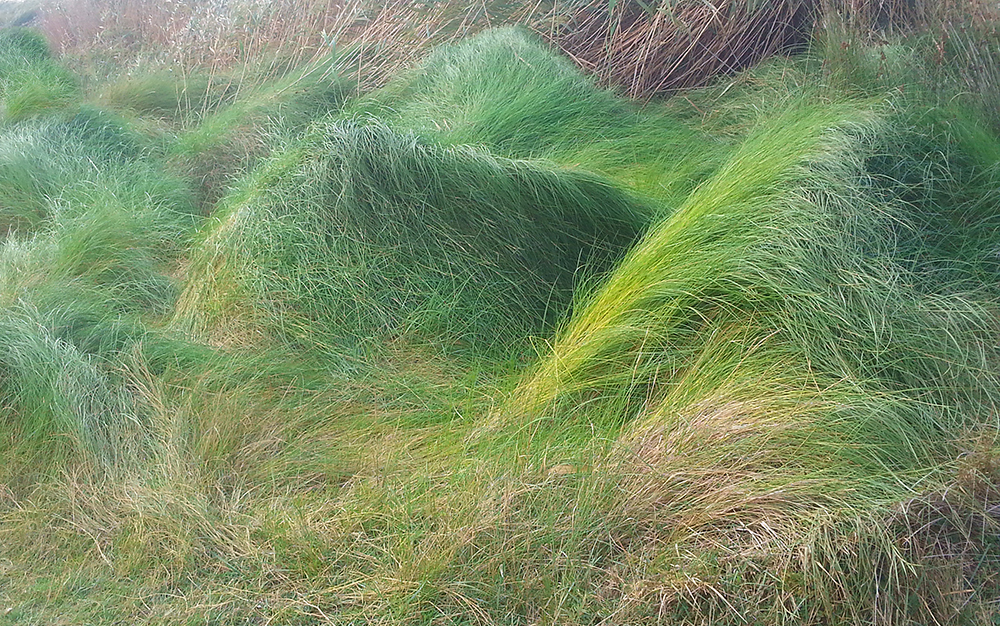 Carex filiformis