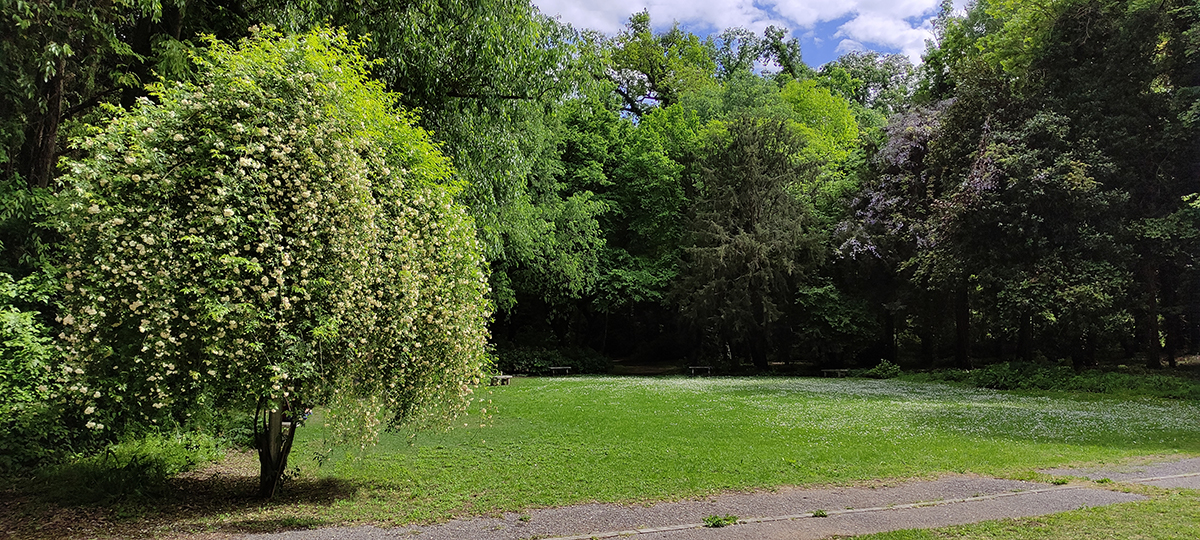 Rosa-Banskiae-lutea-nel-parco