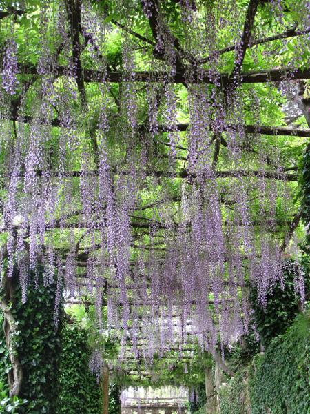 Sotto la pergola, pendono fiori profumati poi, grappoli e infruttescenze ornamentali. Sedili d’erba narrano quando, bambini, trascorrevamo le giornate sui prati.  