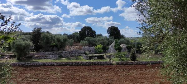 Alberi per l'aridità estiva