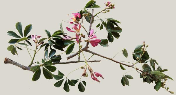 Chorisia speciosa