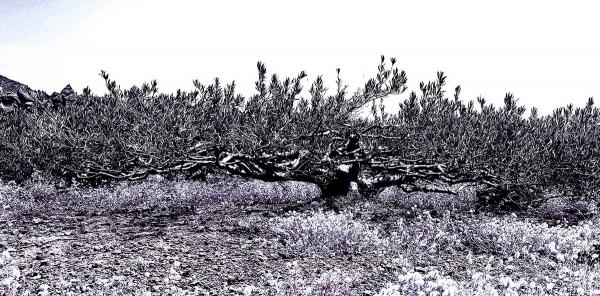 olivo biancolilla
